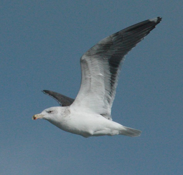 Great Black-backed Gull photo #1