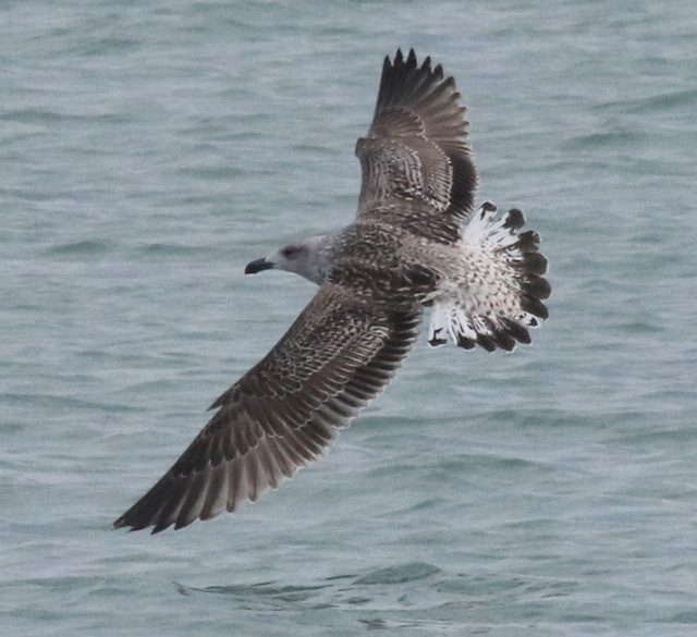 Great Black-backed Gull (1st cycle)