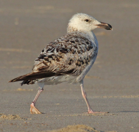 Great Black-backed Gull