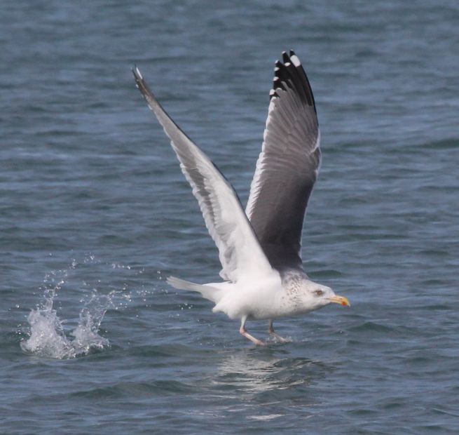 Probable Great Blackbacked X Herring Gull hybrid (adult) Whiting