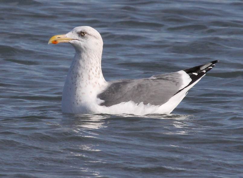 Probable Great Blackbacked X Herring Gull hybrid (adult) Whiting
