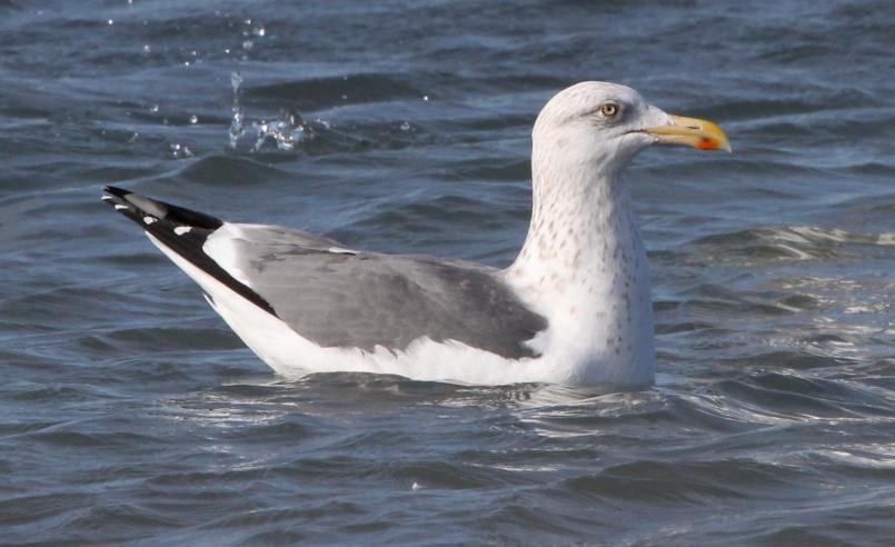 Probable Great Black-backed X Herring Gull hybrid (adult)