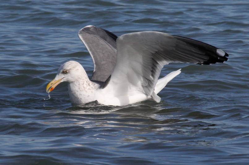 Probable Great Black-backed X Herring Gull hybrid (adult)