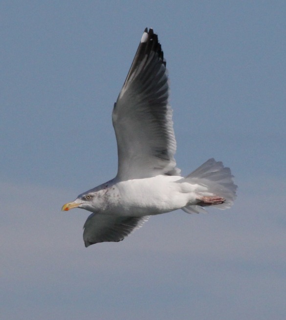 Probable Great Blackbacked X Herring Gull hybrid (adult) Whiting