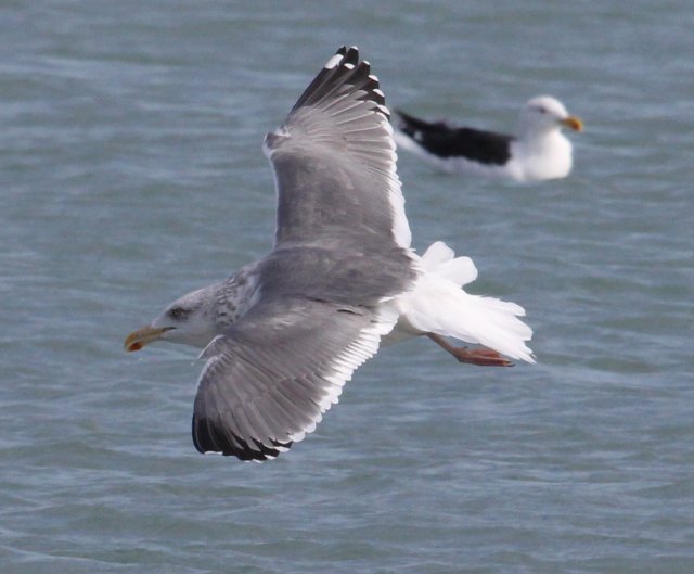 Probable Great Black-backed X Herring Gull hybrid (adult)