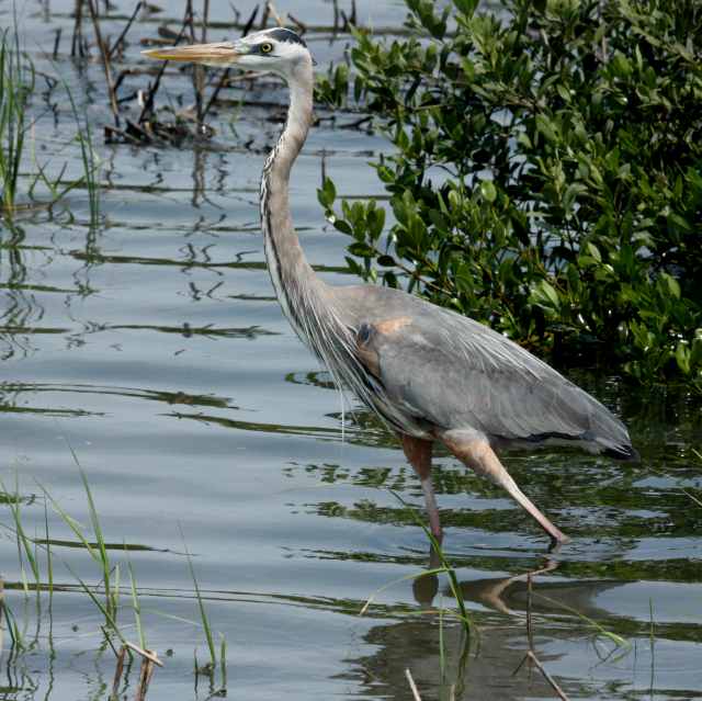 Great Blue Heron
