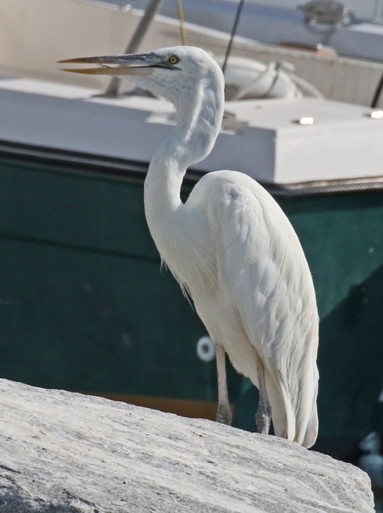 Great Blue Heron (white form - 