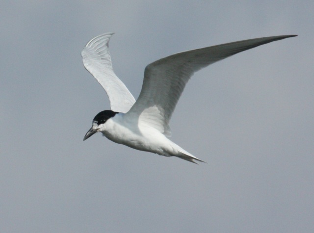 Gull-billed Tern photo #1