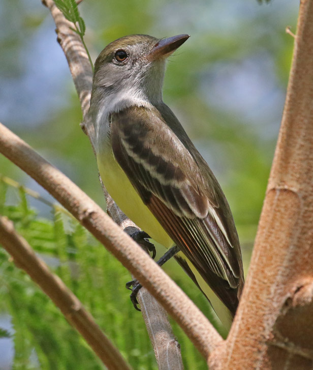 Great Crested Flycatcher