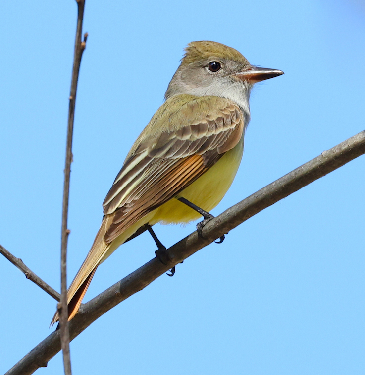 Great Crested Flycatcher