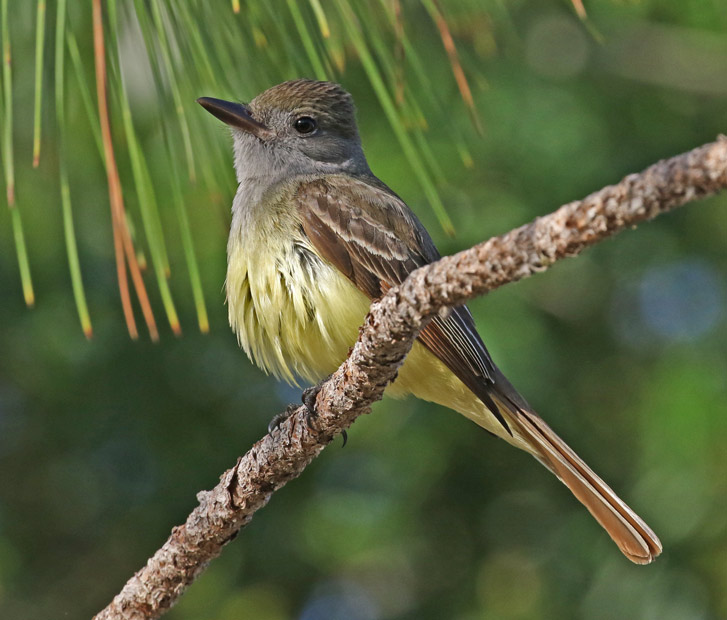 Great Crested Flycatcher