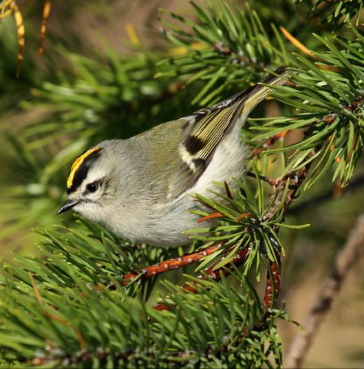 Golden-crowned Kinglet photo #2