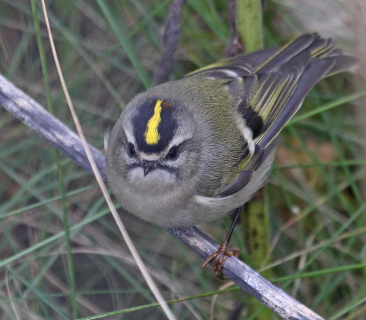 Golden-crowned Kinglet photo #4