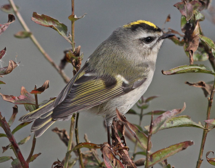 Golden-crowned Kinglet photo #3