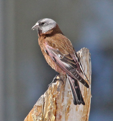 Gray-crowned Rosy-finch
