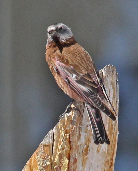 Gray-crowned Rosy-finch