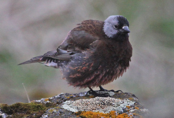 Gray-crowned Rosy-finch