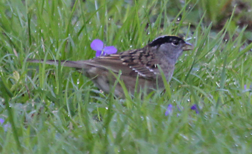 Golden-crowned Sparrow (adult)