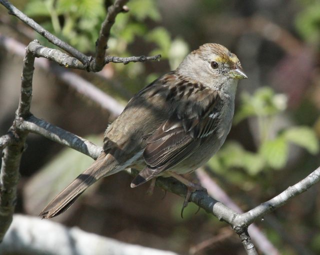 White-crowned Sparrow (immature)