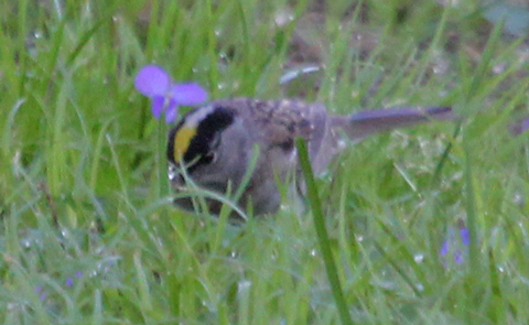 Golden-crowned Sparrow (adult)