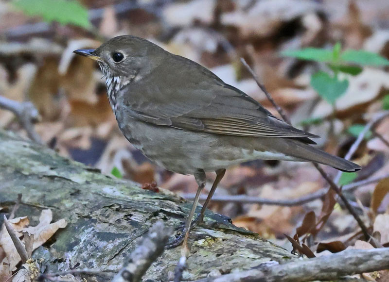 Gray-cheeked Thrush