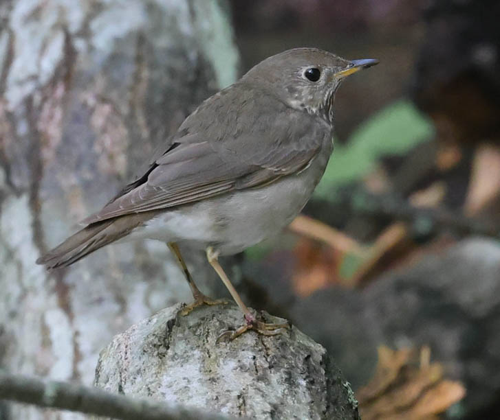 Gray-cheeked Thrush