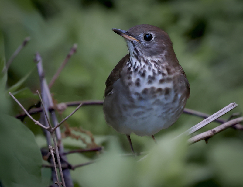 Gray-cheeked Thrush