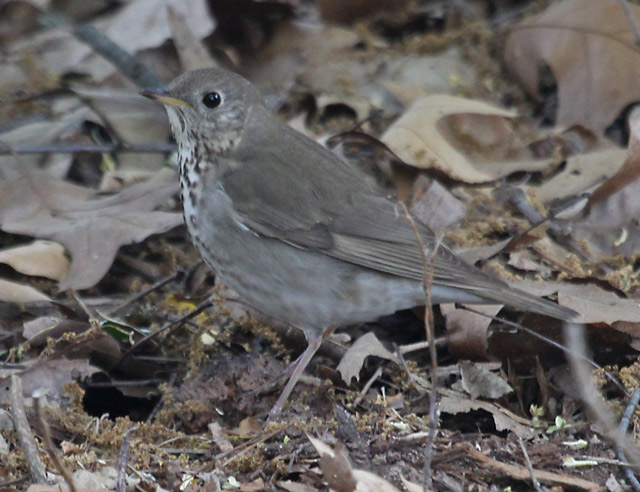 Gray-cheeked Thrush