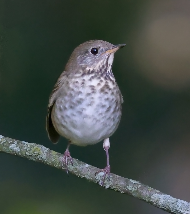 Gray-cheeked Thrush