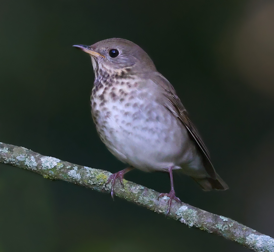 Gray-cheeked Thrush