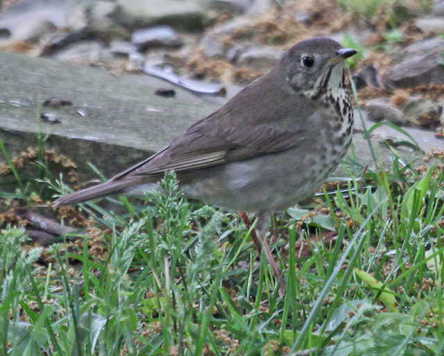 Gray-cheeked Thrush