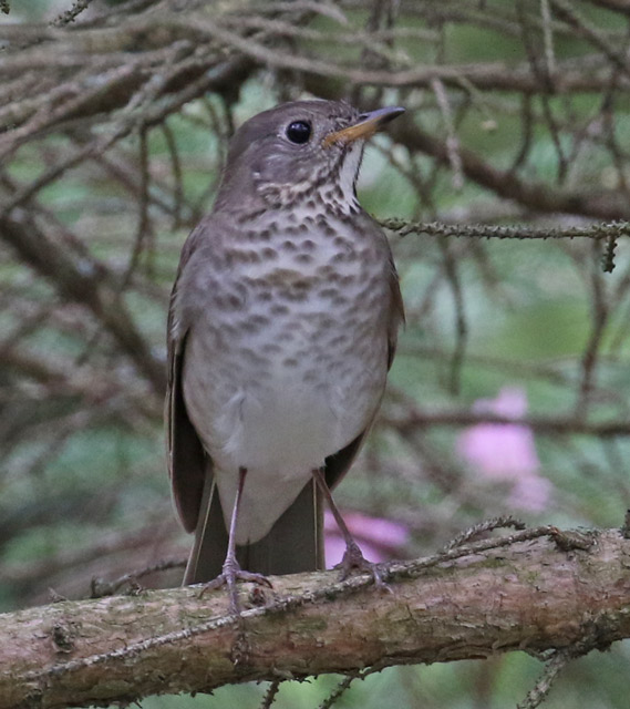 Gray-cheeked Thrush