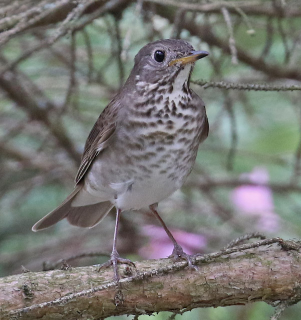 Gray-cheeked Thrush