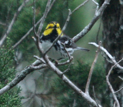 Golden-cheeked Warbler photo #2