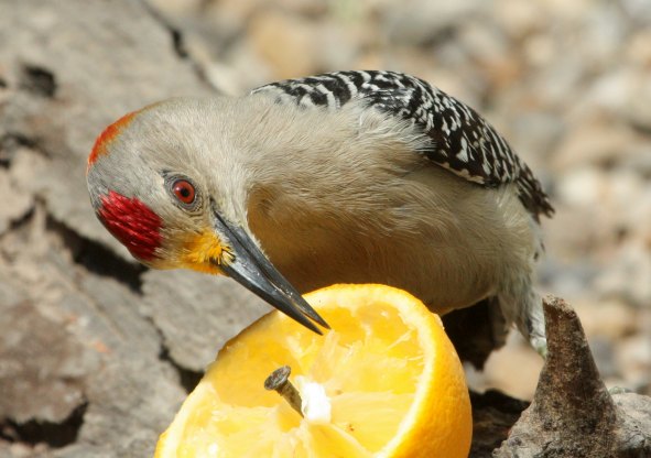 Golden-fronted Woodpecker photo #2