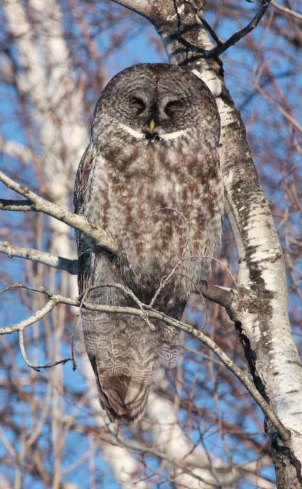 Great Gray Owl photo #3