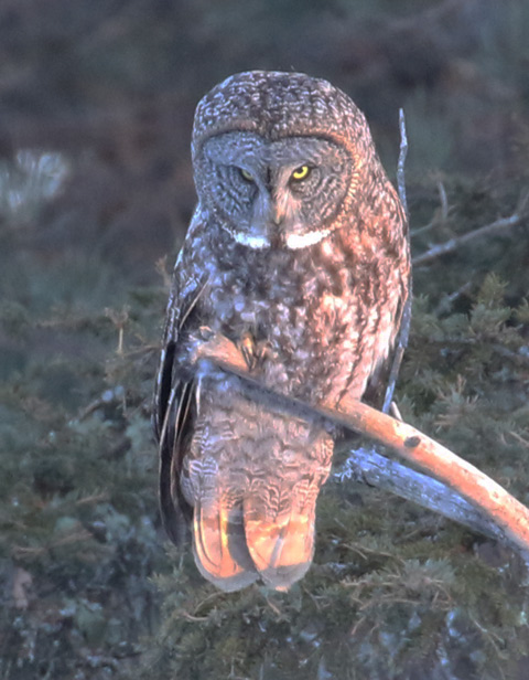 Great Gray Owl photo #5