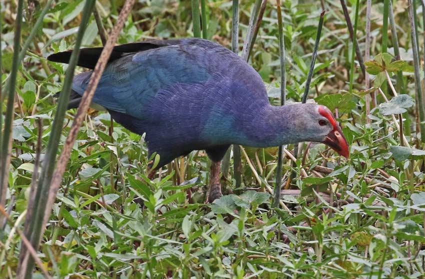 Gray-headed Swamphen