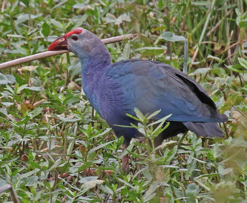 Gray-headed Swamphen