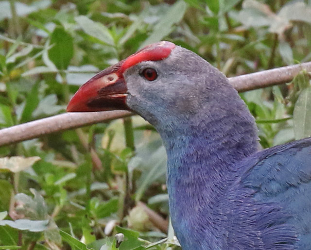 Gray-headed Swamphen