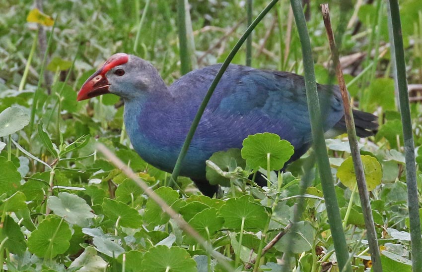 Gray-headed Swamphen