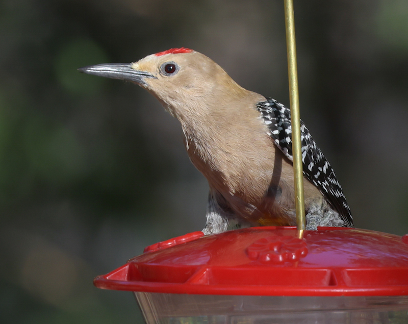 Gila Woodpecker (adult male)
