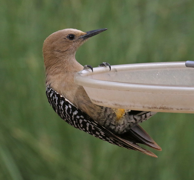 Gila Woodpecker (adult female)