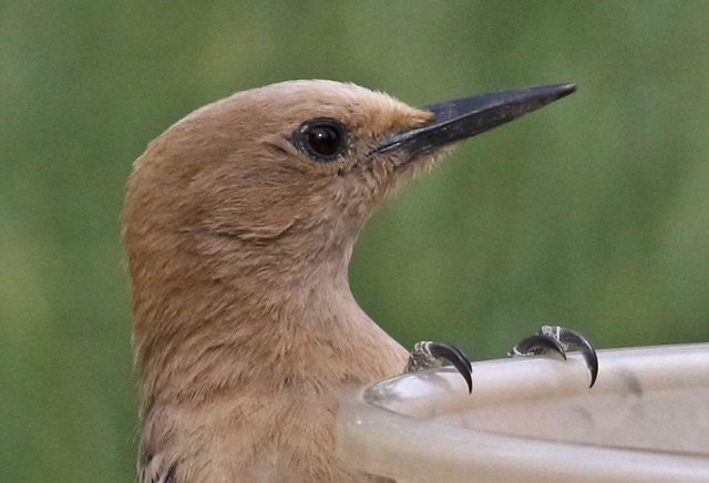Gila Woodpecker (adult female)