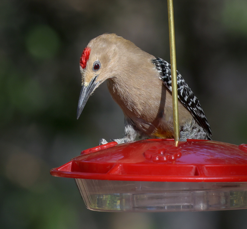 Gila Woodpecker (adult male)