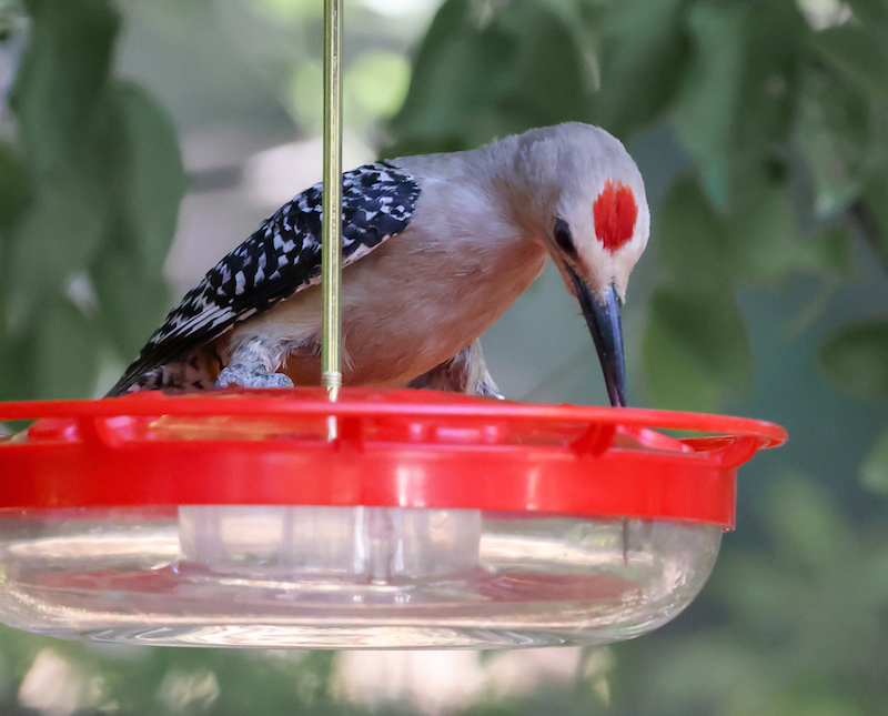 Gila Woodpecker (adult male)