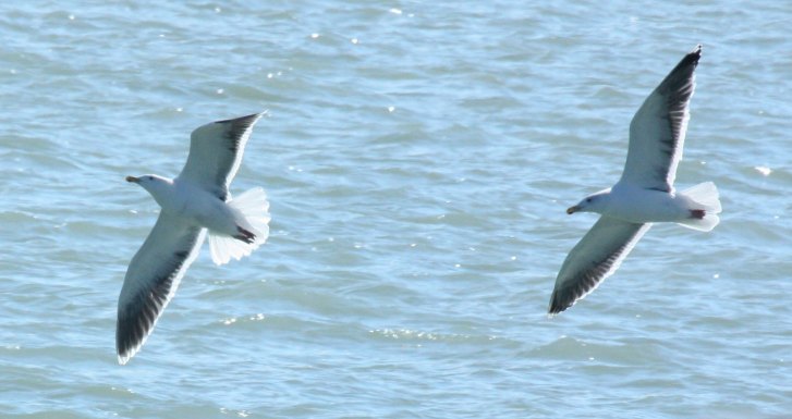 aberrant GBBG or hybrid