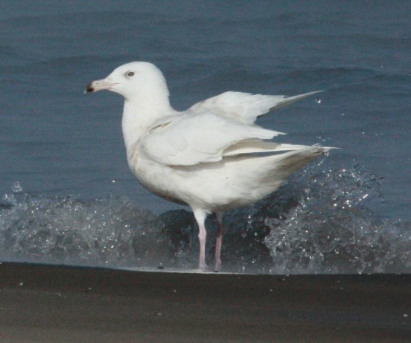 Glaucous Gull (2nd cycle)