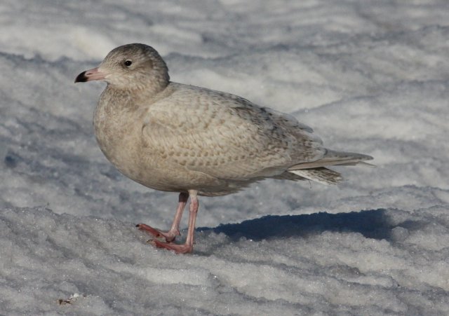 Glaucous Gull (first cycle) photo #3