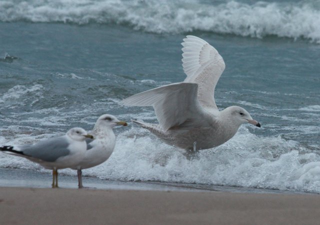 Glaucous Gull (first cycle) photo #7